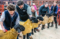 Longtown Ram Fair-32